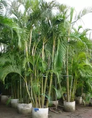 天然“空气净化器” ——棕榈树